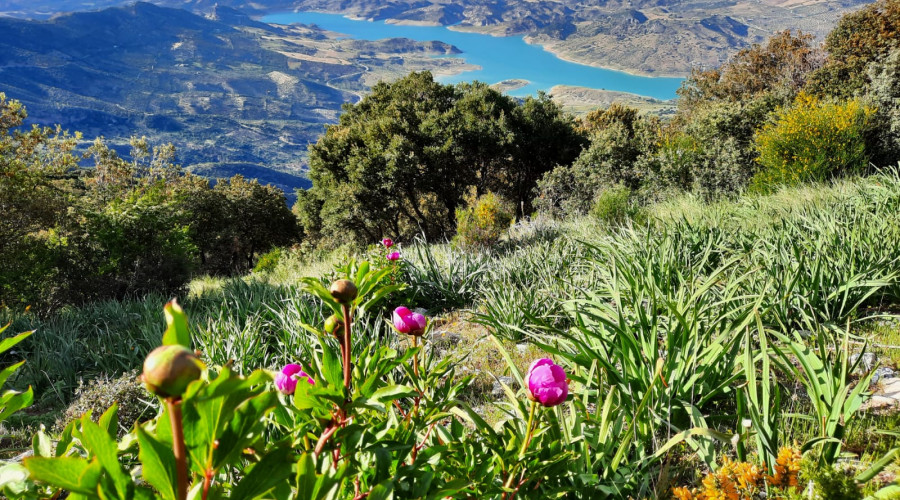 peonias delde Coros